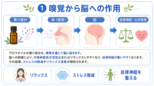 嗅覚から脳への作用