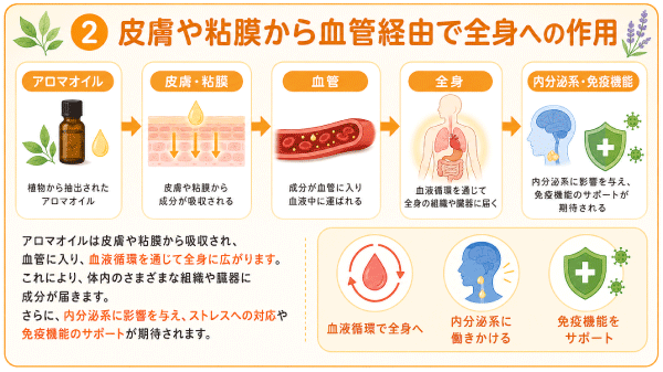 皮膚や粘膜から血管経由で全身へ作用